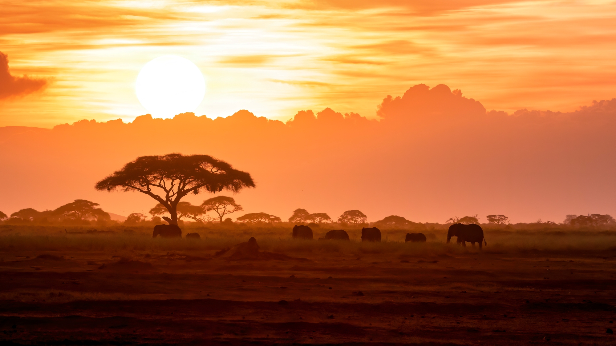 Elephants under acacia at sunset