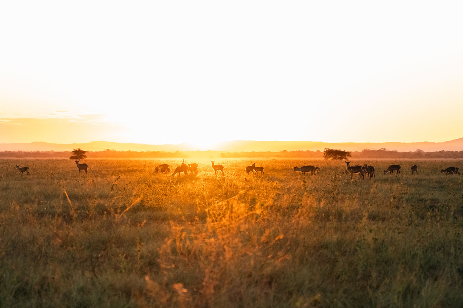 Wide landscape banner. Gyro silhouette optional. Golden hour. No tourists in frame.