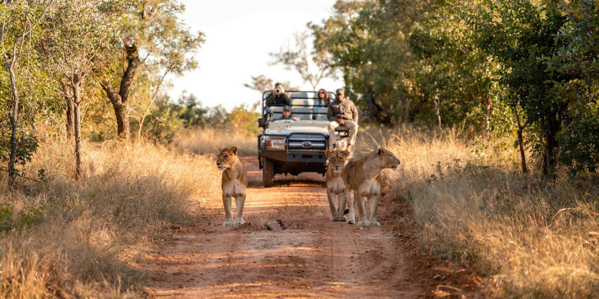 Lions on the track, game-drive vehicle behind