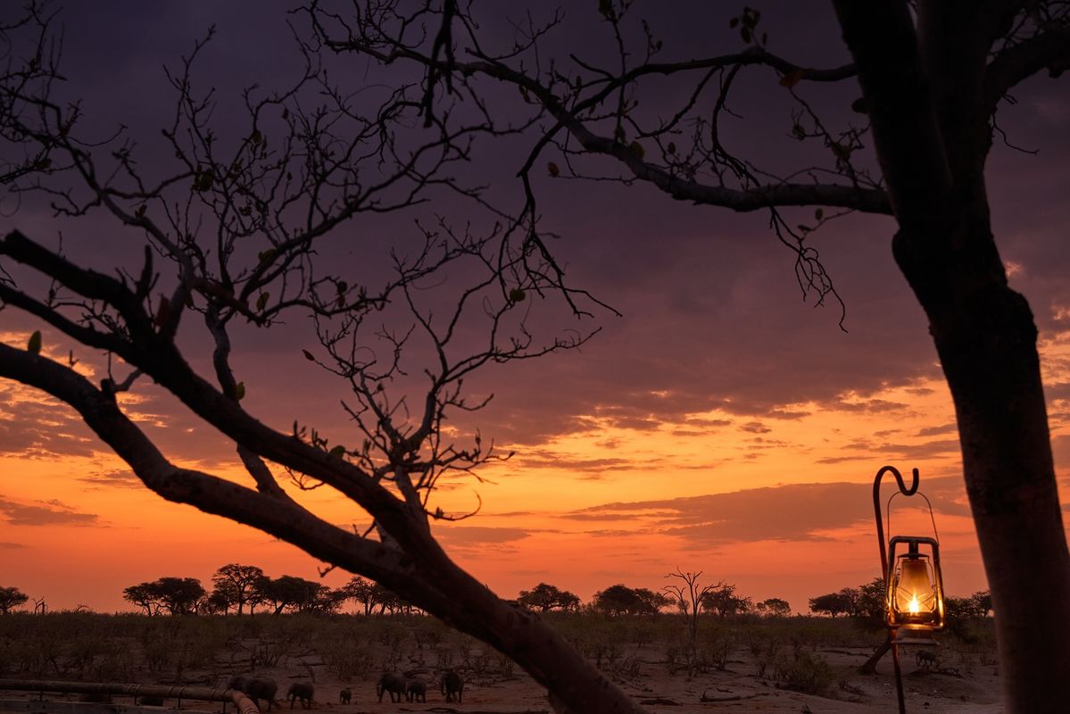 Lantern-lit acacia tent