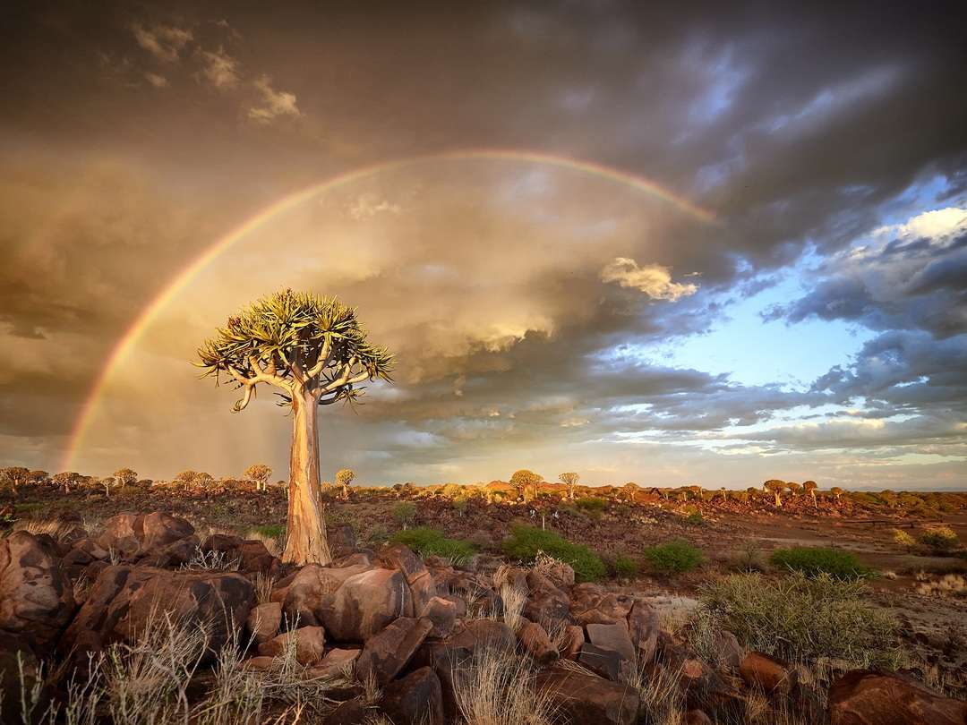 Quiver tree under rainbow
