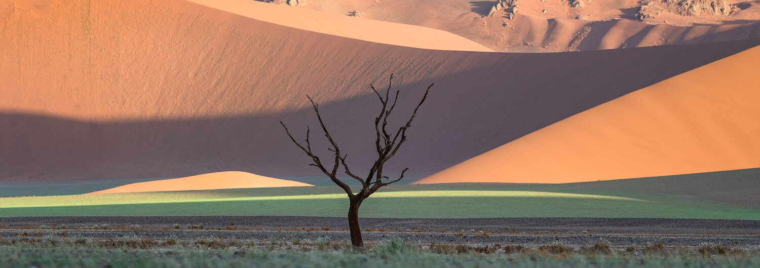 Sossusvlei dune tree